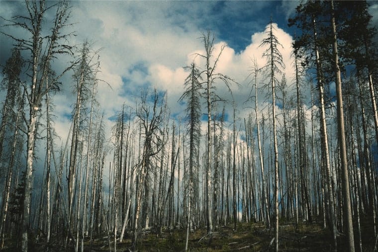 Growing drought toleratnt trees