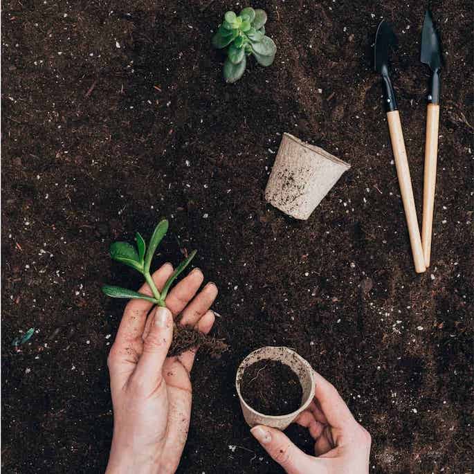 gardening tips and tricks for beginners