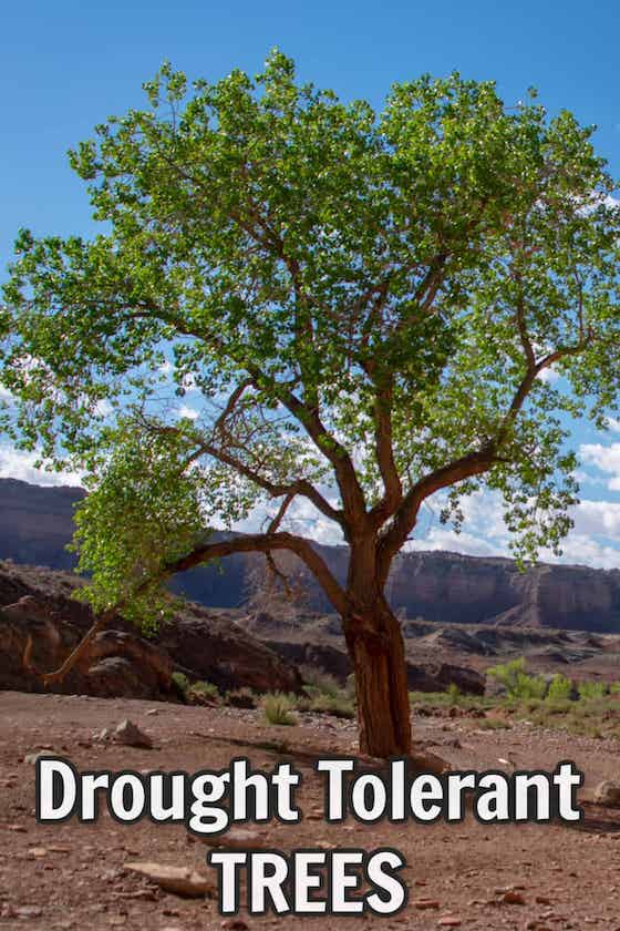 drought tolerant trees