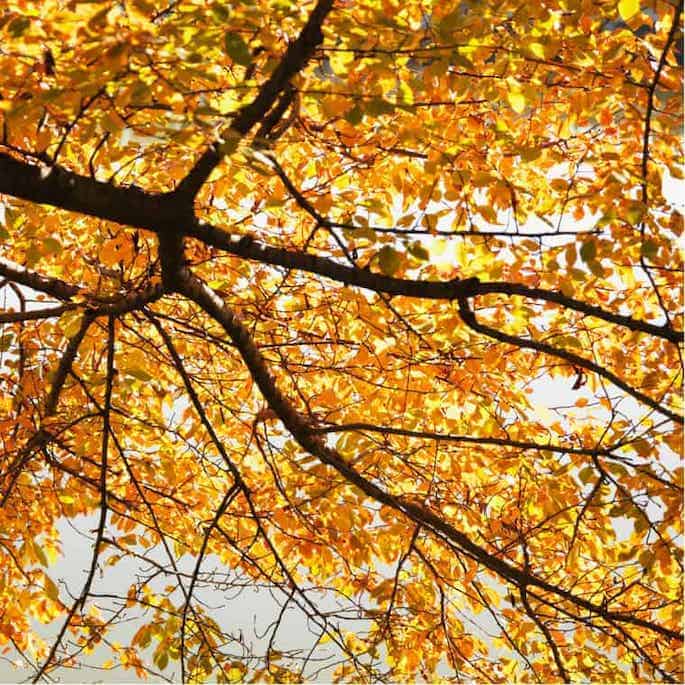 elm tree in fall.