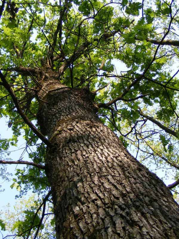 oak tree.