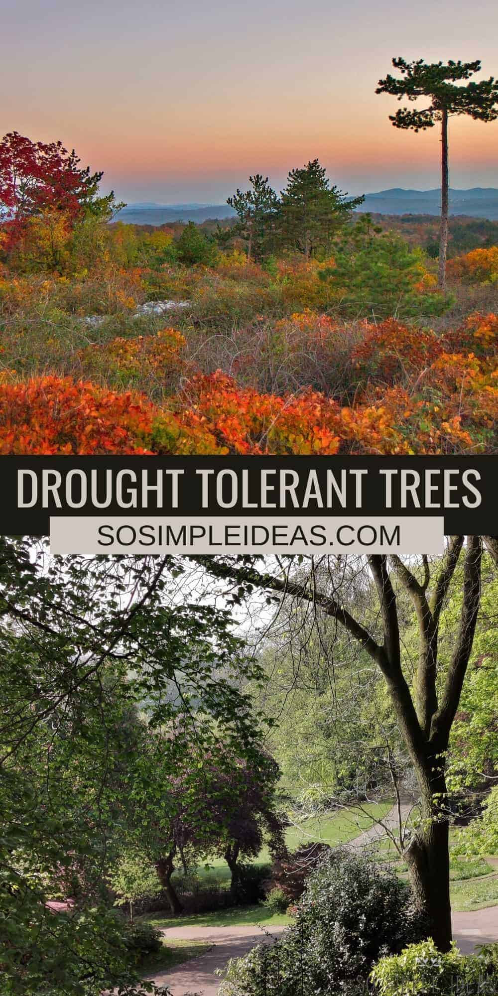 drought tolerant trees pinterest image