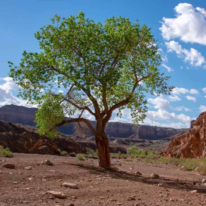 drought tolerant trees featured image