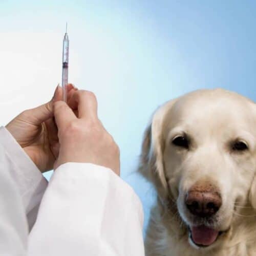 Low Cost Pet Vaccinations at Walgreens & Petco So Simple Ideas