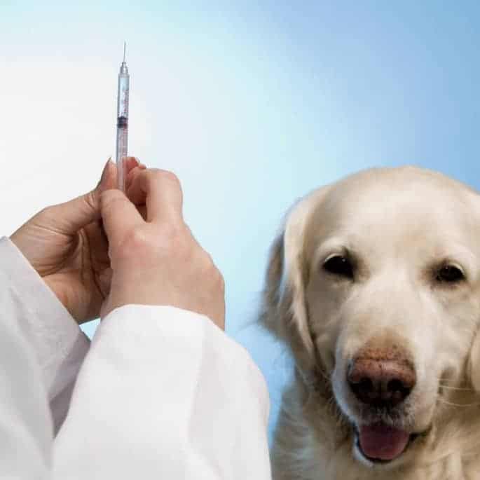 Where to find low cost pet vaccinations