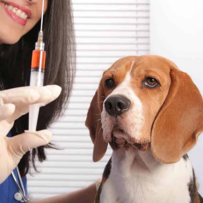 low cost pet vaccinations featured image.