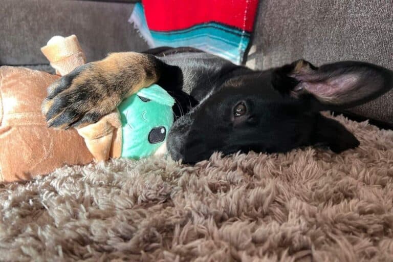 How To Get Dog Smell Out Of A Carpet With Ease So Simple Ideas