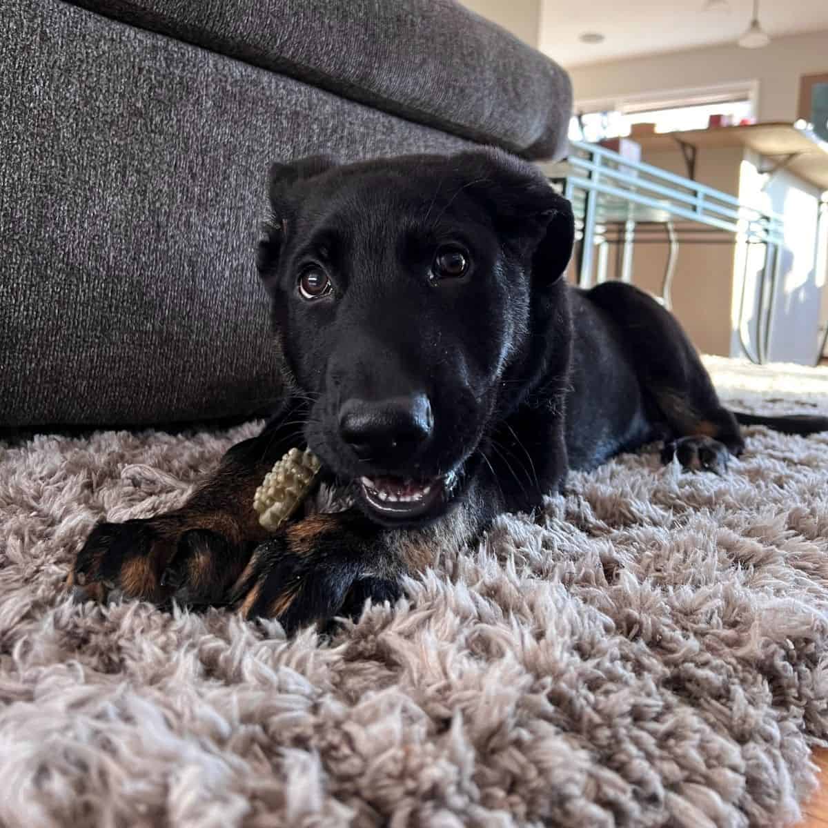 dog laying on carpet chewing a treat.