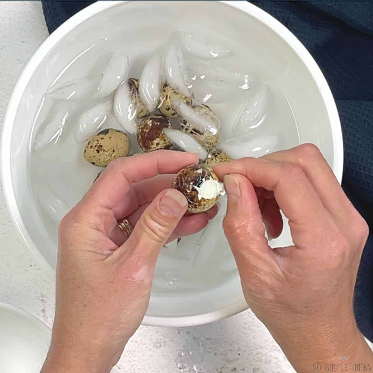 peeling a hard boiled quail egg.